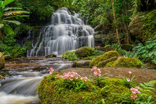 Mun-Dang's waterfall with antirrhinum flower which bloom only once a year at 5th floor in Petchaboon province,Thailand