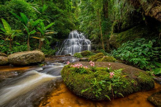 Mun-Dang's waterfall with antirrhinum flower which bloom only once a year at 5th floor in Petchaboon province,Thailand