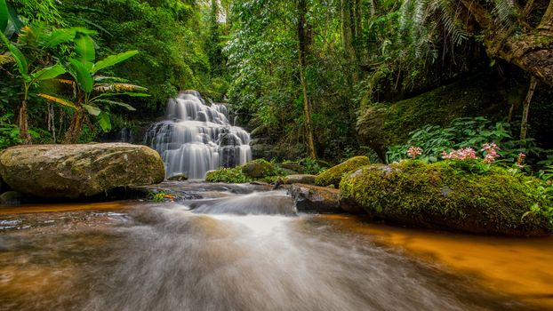 Mun-Dang's waterfall with antirrhinum flower which bloom only once a year at 5th floor in Petchaboon province,Thailand