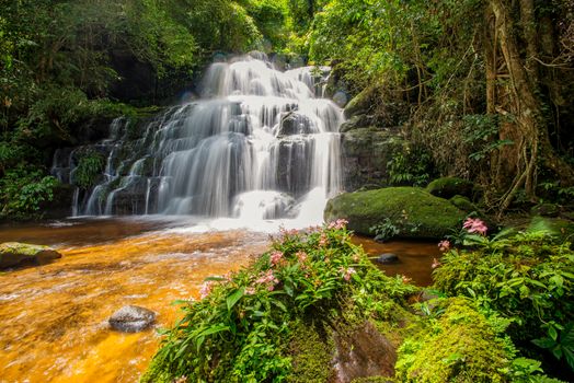 Mun-Dang's waterfall with antirrhinum flower which bloom only once a year at 5th floor in Petchaboon province,Thailand