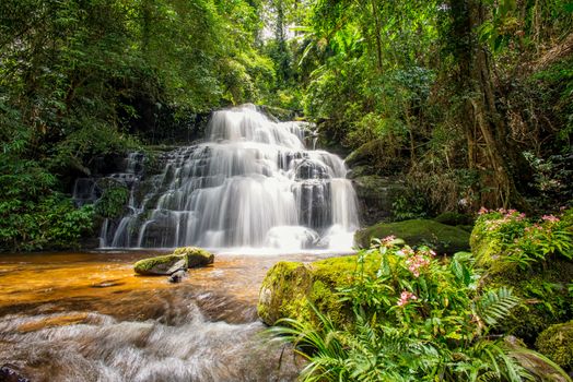 Mun-Dang's waterfall with antirrhinum flower which bloom only once a year at 5th floor in Petchaboon province,Thailand