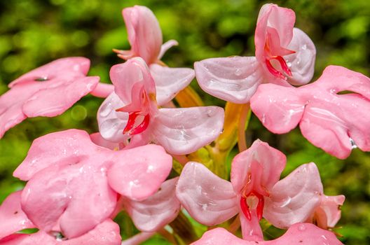 The Pink-Lipped Rhodocheila Habenaria (Pink Snap Dragon Flower) found in tropical rainforests at "Mundeang" waterfall in Phu hin rong kra national park,Phitsanulok province,Thailand,defocused