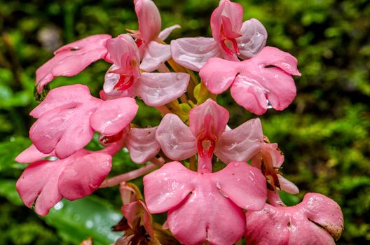 The Pink-Lipped Rhodocheila Habenaria (Pink Snap Dragon Flower) found in tropical rainforests at "Mundeang" waterfall in Phu hin rong kra national park,Phitsanulok province,Thailand,defocused