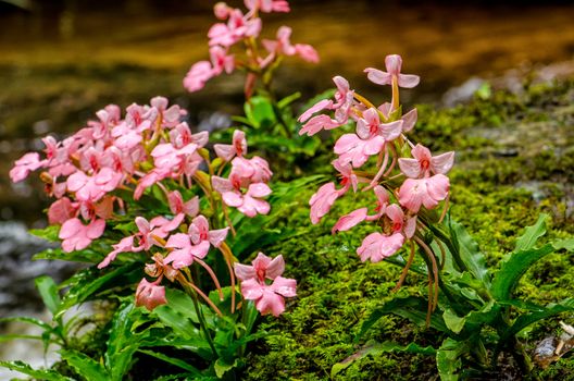 The Pink-Lipped Rhodocheila Habenaria (Pink Snap Dragon Flower) found in tropical rainforests at "Mundeang" waterfall in Phu hin rong kra national park,Phitsanulok province,Thailand,defocused