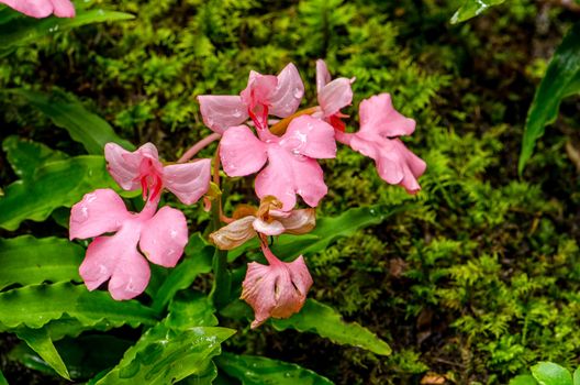 The Pink-Lipped Rhodocheila Habenaria (Pink Snap Dragon Flower) found in tropical rainforests at "Mundeang" waterfall in Phu hin rong kra national park,Phitsanulok province,Thailand,defocused