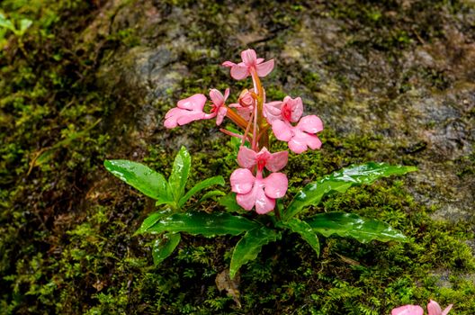 The Pink-Lipped Rhodocheila Habenaria (Pink Snap Dragon Flower) found in tropical rainforests at "Mundeang" waterfall in Phu hin rong kra national park,Phitsanulok province,Thailand,defocused