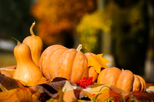 Typical autumn thanksgiving still life with checkered plaid, pumpkins, red berries and yellow leaves