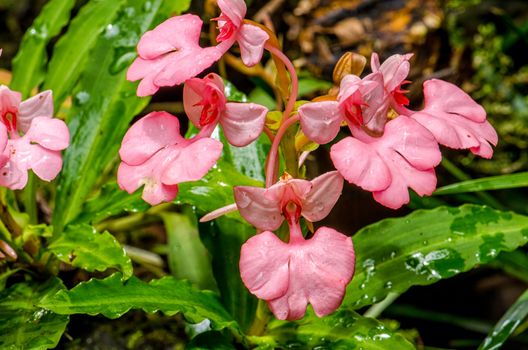 The Pink-Lipped Rhodocheila Habenaria (Pink Snap Dragon Flower) found in tropical rainforests at "Mundeang" waterfall in Phu hin rong kra national park,Phitsanulok province,Thailand,defocused