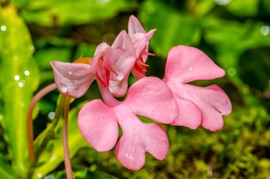 The Pink-Lipped Rhodocheila Habenaria (Pink Snap Dragon Flower) found in tropical rainforests at "Mundeang" waterfall in Phu hin rong kra national park,Phitsanulok province,Thailand,defocused