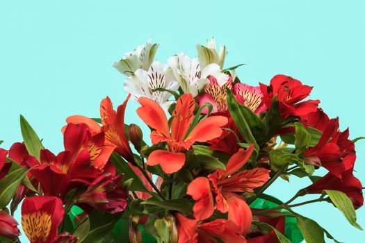 Beautiful bouquet of red and white Alstroemeria