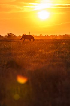 Lonely horse grazing in a field at sunset