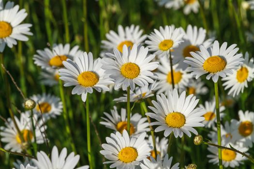 fresh wild daisies on a sunny day, close up, top view