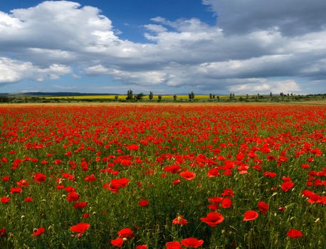 Field of wild poppy on the background cloudy sky