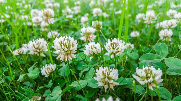 Medicinal plant, white clover field. Natural background