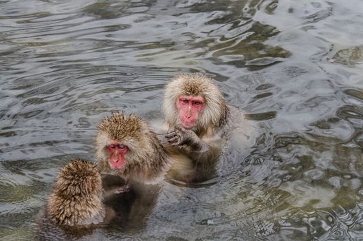 Japanese Snow monkey Macaque in hot spring Onsen Jigokudan Park, Nakano, Japan