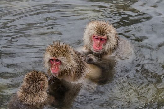 Japanese Snow monkey Macaque in hot spring Onsen Jigokudan Park, Nakano, Japan