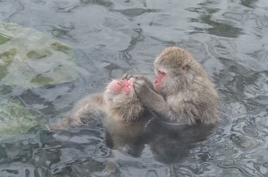 Japanese Snow monkey Macaque in hot spring Onsen Jigokudan Park, Nakano, Japan