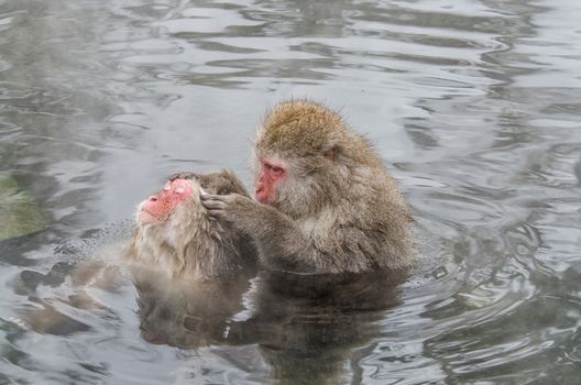 Japanese Snow monkey Macaque in hot spring Onsen Jigokudan Park, Nakano, Japan