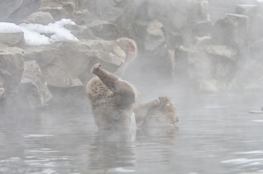 Japanese Snow monkey Macaque in hot spring Onsen Jigokudan Park, Nakano, Japan