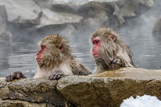 Japanese Snow monkey Macaque in hot spring Onsen Jigokudan Park, Nakano, Japan