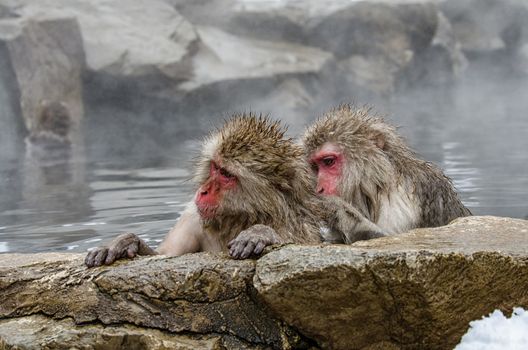 Japanese Snow monkey Macaque in hot spring Onsen Jigokudan Park, Nakano, Japan