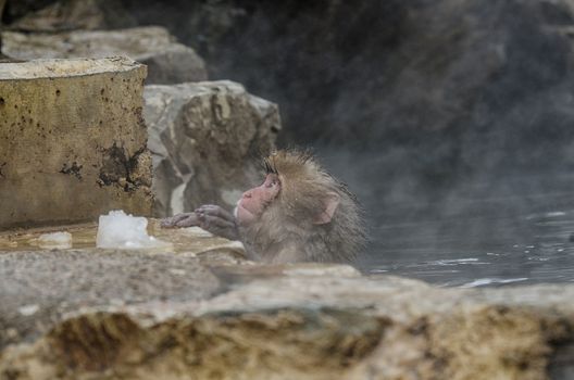 Japanese Snow monkey Macaque in hot spring Onsen Jigokudan Park, Nakano, Japan