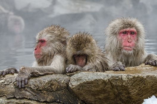 Japanese Snow monkey Macaque in hot spring Onsen Jigokudan Park, Nakano, Japan