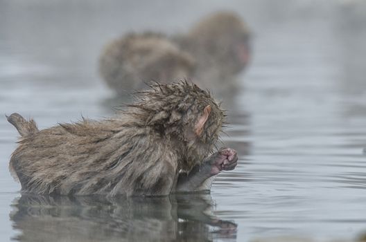 Japanese Snow monkey Macaque in hot spring Onsen Jigokudan Park, Nakano, Japan