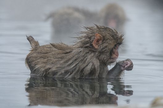 Japanese Snow monkey Macaque in hot spring Onsen Jigokudan Park, Nakano, Japan