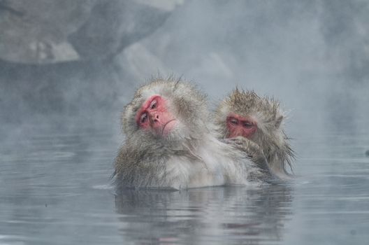 Japanese Snow monkey Macaque in hot spring Onsen Jigokudan Park, Nakano, Japan