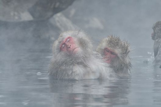 Japanese Snow monkey Macaque in hot spring Onsen Jigokudan Park, Nakano, Japan