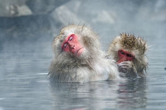 Japanese Snow monkey Macaque in hot spring Onsen Jigokudan Park, Nakano, Japan