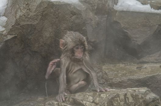 Japanese Snow monkey Macaque in hot spring Onsen Jigokudan Park, Nakano, Japan