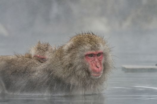 Japanese Snow monkey Macaque in hot spring Onsen Jigokudan Park, Nakano, Japan