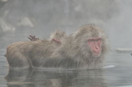 Japanese Snow monkey Macaque in hot spring Onsen Jigokudan Park, Nakano, Japan