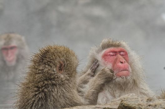 Japanese Snow monkey Macaque in hot spring Onsen Jigokudan Park, Nakano, Japan