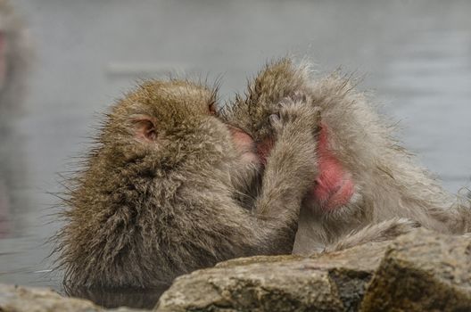 Japanese Snow monkey Macaque in hot spring Onsen Jigokudan Park, Nakano, Japan