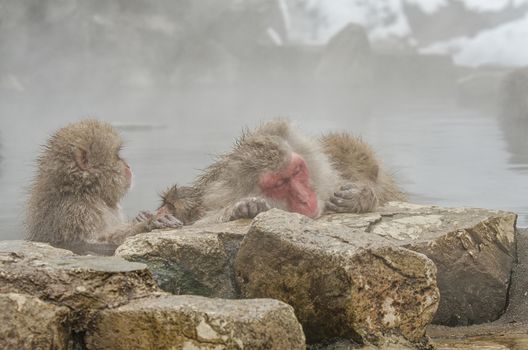 Japanese Snow monkey Macaque in hot spring Onsen Jigokudan Park, Nakano, Japan