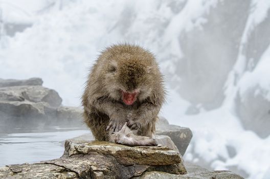 Japanese Snow monkey Macaque in hot spring Onsen Jigokudan Park, Nakano, Japan