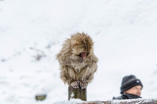 Japanese Snow monkey Macaque in hot spring Onsen Jigokudan Park, Nakano, Japan