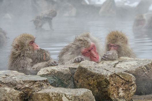 Japanese Snow monkey Macaque in hot spring Onsen Jigokudan Park, Nakano, Japan