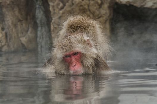 Japanese Snow monkey Macaque in hot spring Onsen Jigokudan Park, Nakano, Japan