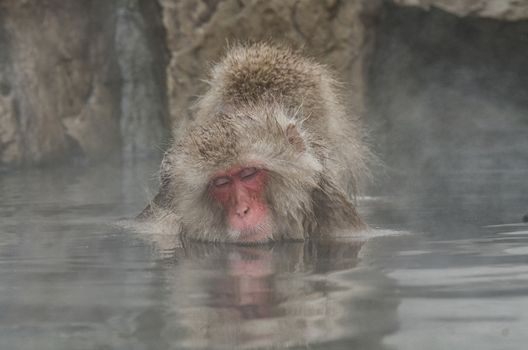 Japanese Snow monkey Macaque in hot spring Onsen Jigokudan Park, Nakano, Japan