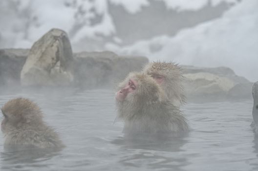 Japanese Snow monkey Macaque in hot spring Onsen Jigokudan Park, Nakano, Japan