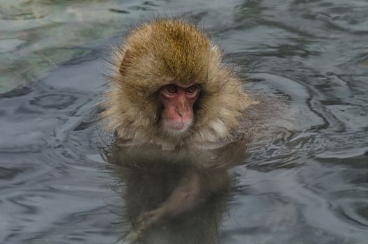 Japanese Snow monkey Macaque in hot spring Onsen Jigokudan Park, Nakano, Japan