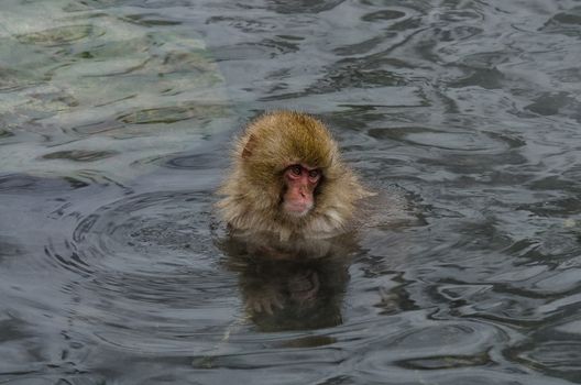 Japanese Snow monkey Macaque in hot spring Onsen Jigokudan Park, Nakano, Japan