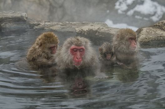 Japanese Snow monkey Macaque in hot spring Onsen Jigokudan Park, Nakano, Japan