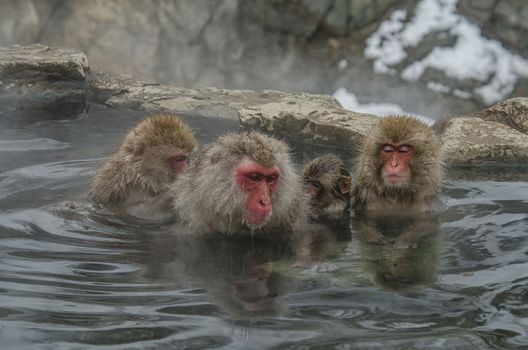 Japanese Snow monkey Macaque in hot spring Onsen Jigokudan Park, Nakano, Japan