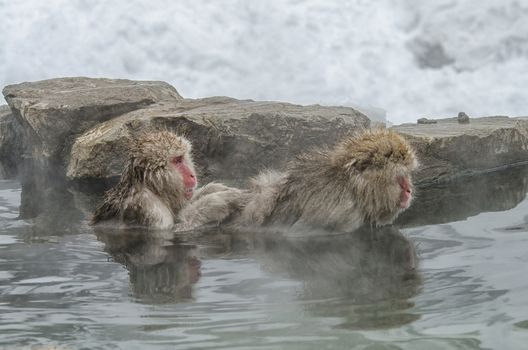 Japanese Snow monkey Macaque in hot spring Onsen Jigokudan Park, Nakano, Japan