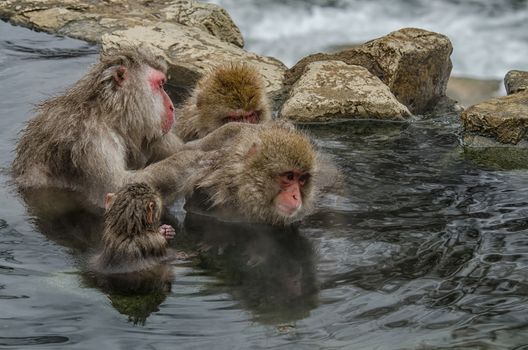 Japanese Snow monkey Macaque in hot spring Onsen Jigokudan Park, Nakano, Japan